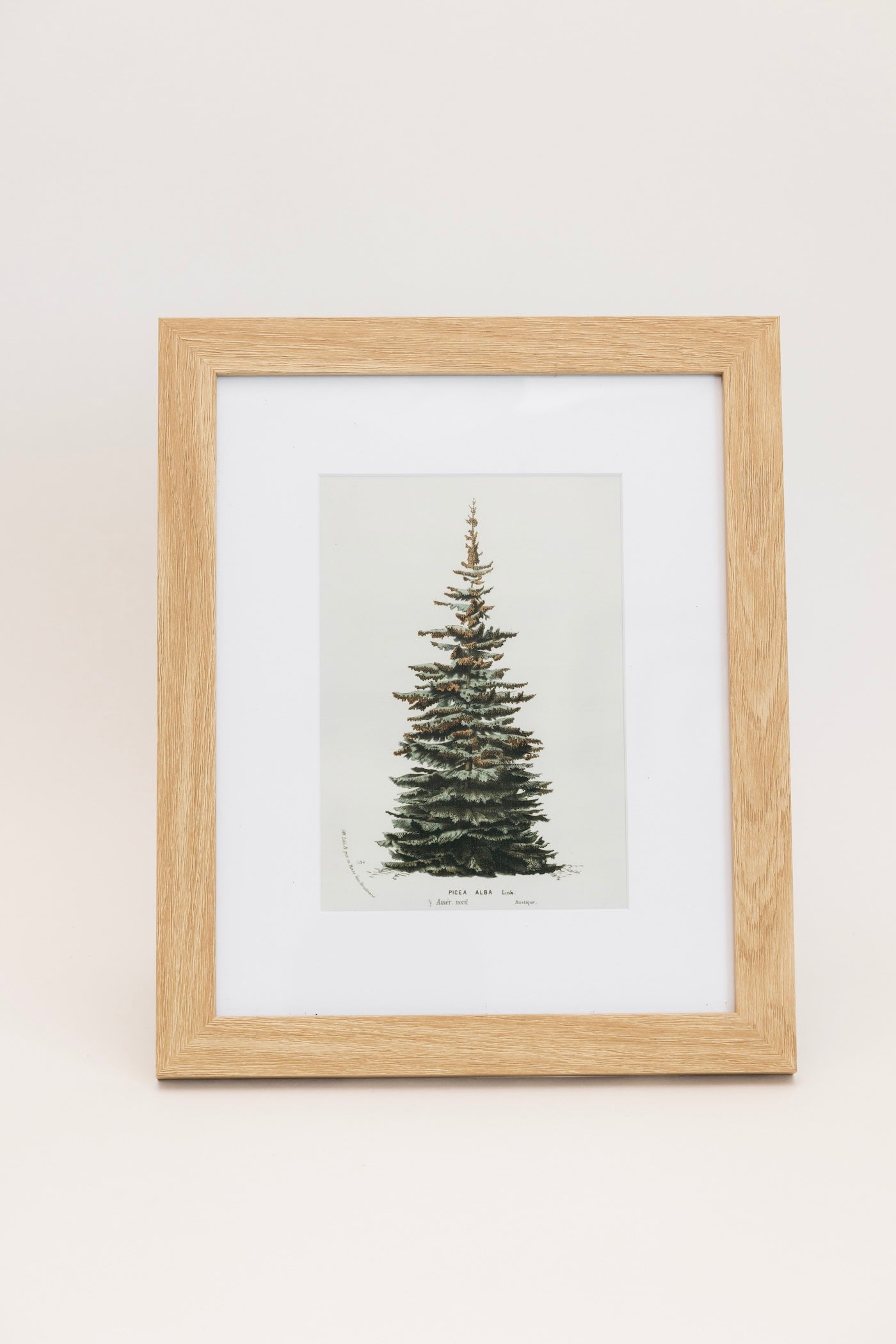 Spruce Wall Art