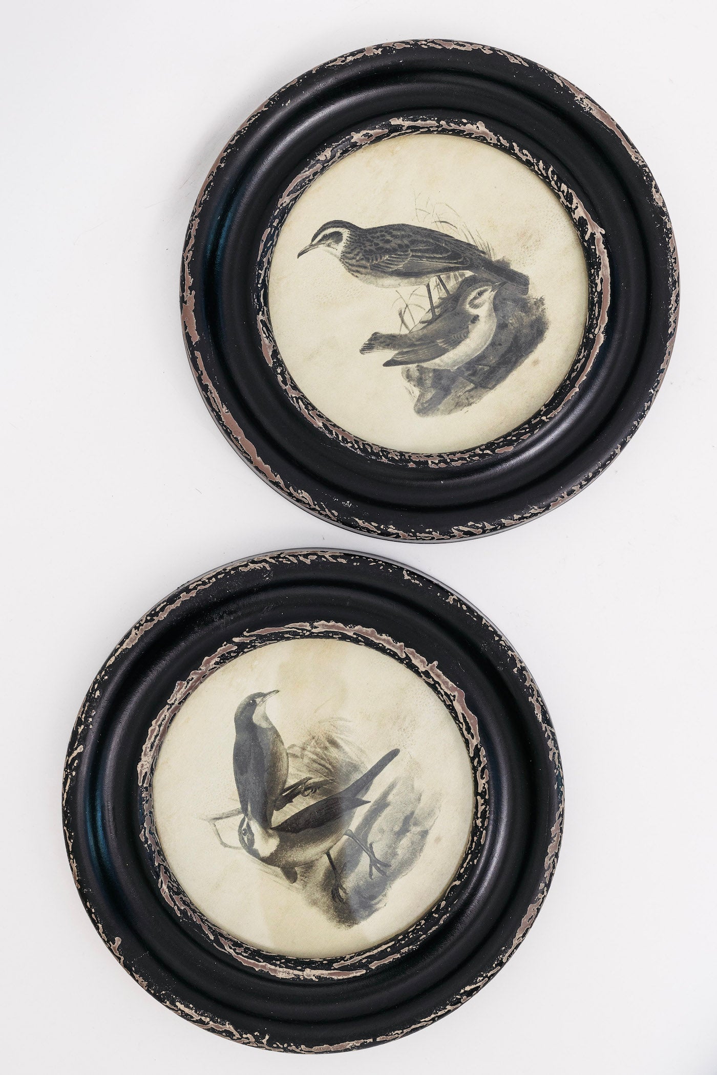 Eerie Assorted Framed Bird Prints - Set of 2