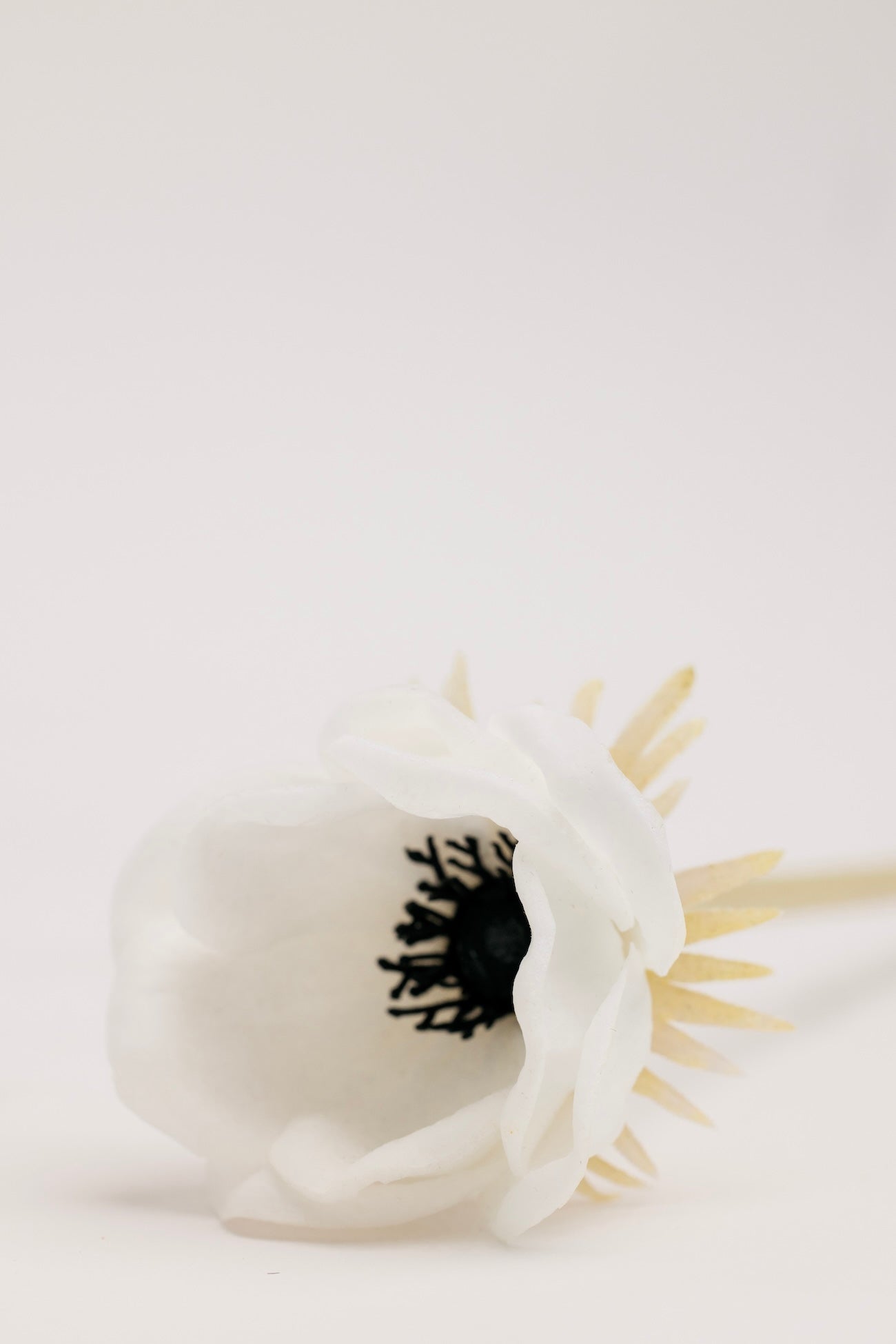 Lettie Anemone Stem - White