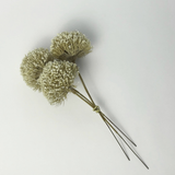 Allium Stem Bundle - 7”