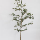 Faux Black Potted Olive Tree - 7'