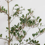 Faux Black Potted Olive Tree - 7'