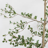 Faux Black Potted Olive Tree - 7'