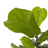 Designer Approved - Faux Fiddle Leaf Tree