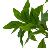 Designer Approved - Faux Pieris Tree - 2 Sizes