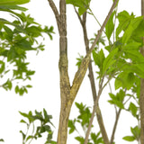 Designer Approved - Faux Pieris Tree - 2 Sizes