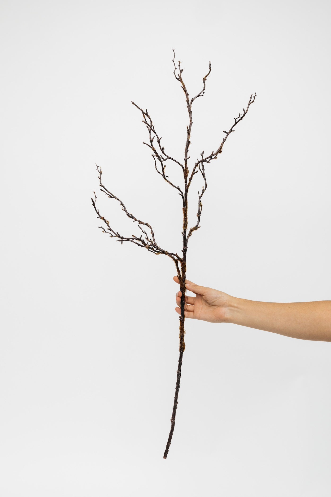 36" Branch - Coffee