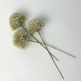 Allium Stem Bundle - 7”