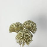 Allium Stem Bundle - 7”