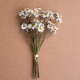 Monique Faux Chamomile Bundle