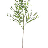 Angus Eucalyptus Branch Bundle