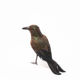 Feathered Crow