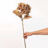 Hydrangea Stem - Rust - 26"