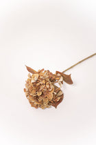 Hydrangea Stem - Rust - 26
