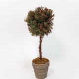Potted Berry Topiary - 2 Sizes