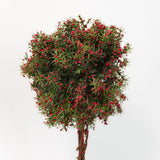 Potted Berry Topiary - 2 Sizes