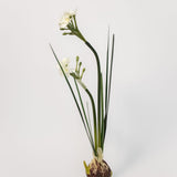 Paperwhite Bulb