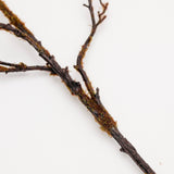 Carla Coffee Branch - 36"