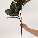 Magnolia Stem - 30"