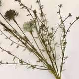 Melaleuca Dusk Stem - 20.5”