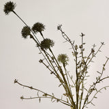 Melaleuca Dusk Stem - 20.5”