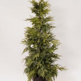 Cedar Potted Tree - 2 Sizes