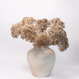 Lace Flower Stem - 34"