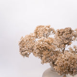 Lace Flower Stem - 34"