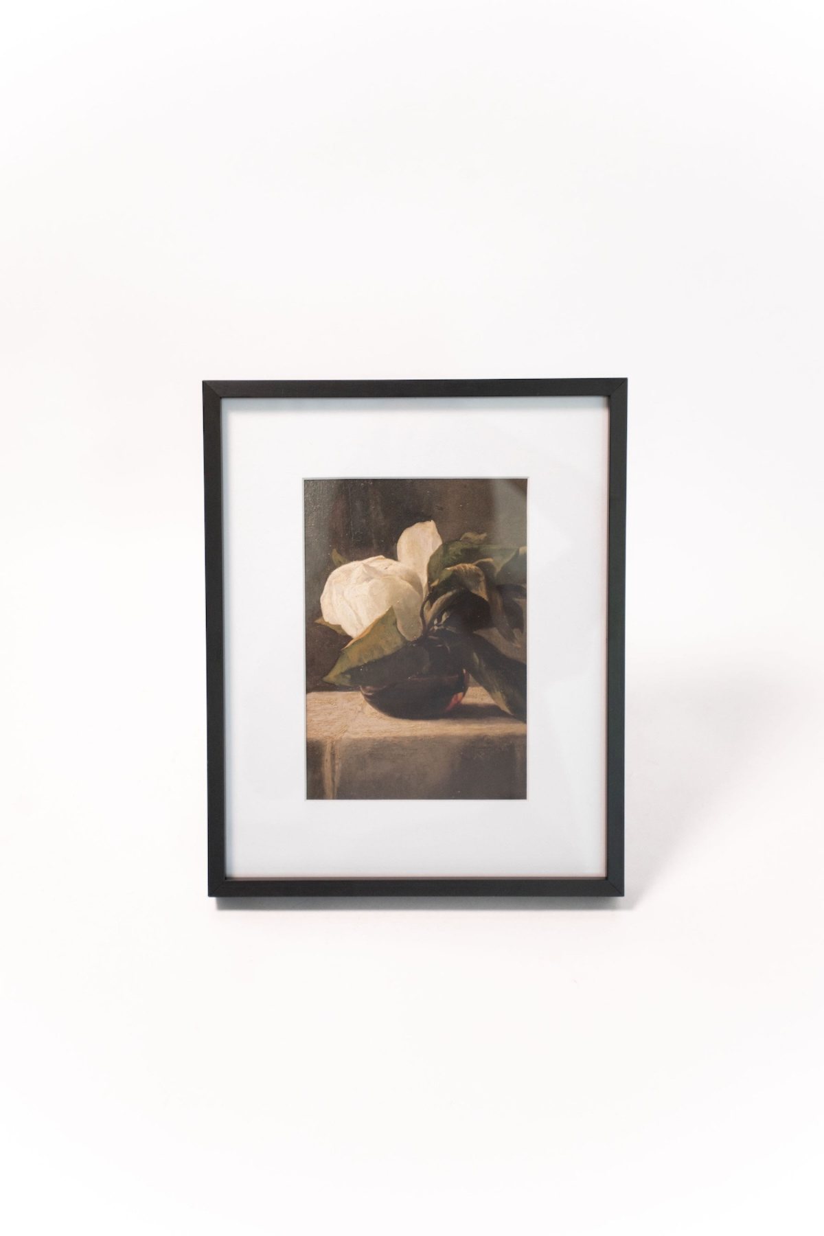 Magnolia Flowers Still Life Print
