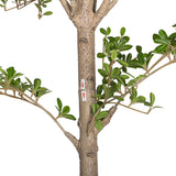 8' Shady Lady Tree