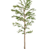 8' Shady Lady Tree