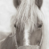 Horse Portrait 1