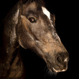 Portrait of Horse IV