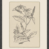 Calm Sprout - 6 Styles